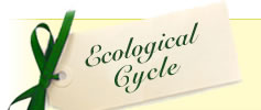 Ecological Cycle